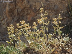Phlomis brevilabris
