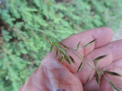 Festuca indigesta