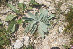 Hieracium tomentosum