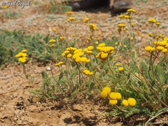 Tanacetum aucheri