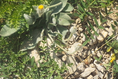 Hieracium tomentosum