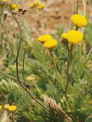 Tanacetum aucheri