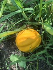 Cucurbita