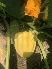 Cucurbita