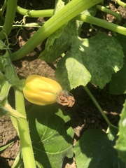 Cucurbita