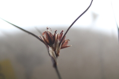 Juncus bulbosus