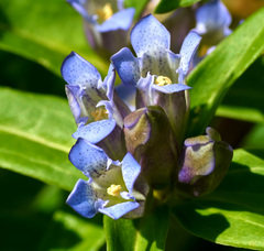 Gentiana cruciata cruciata