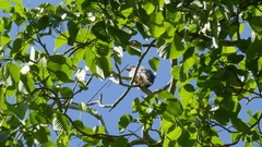 Rupornis magnirostris