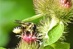 Megachile inermis