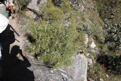 Hymenolepis