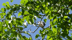 Rupornis magnirostris