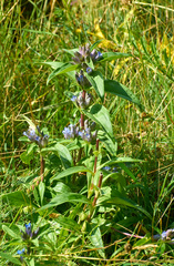 Gentiana cruciata cruciata