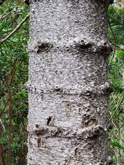 Eutacta