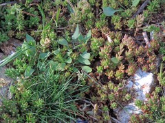 Rumex suffruticosus