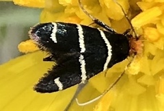 Adela trigrapha