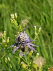 Coelioxys octodentatus
