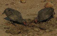 Pternistis swainsonii swainsonii