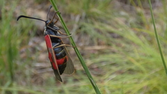 Zygaena cynarae