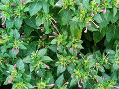 Mirabilis jalapa