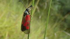 Zygaena cynarae