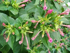 Mirabilis jalapa
