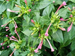 Mirabilis jalapa