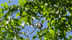 Rupornis magnirostris