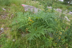 Molopospermum peloponnesiacum