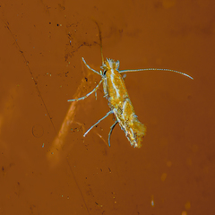 Phyllonorycter celtisella