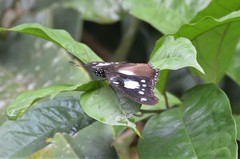 Hypolimnas dinarcha dinarcha