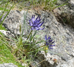 Phyteuma hedraianthifolium