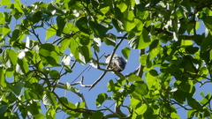 Rupornis magnirostris