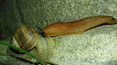 Arion vulgaris