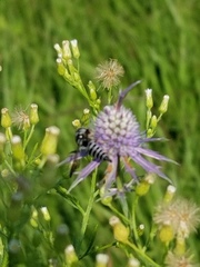Coelioxys octodentatus