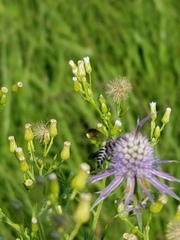 Coelioxys octodentatus
