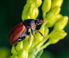 Aphodius pedellus