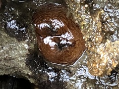 Zirfaea