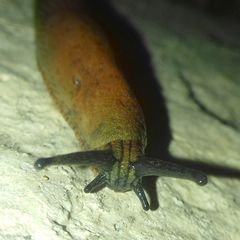 Arion vulgaris