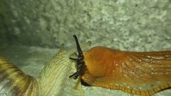 Arion vulgaris