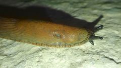 Arion vulgaris