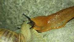 Arion vulgaris