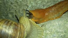 Arion vulgaris