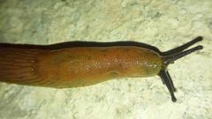 Arion vulgaris