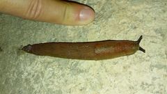Arion vulgaris