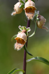Digitalis ferruginea