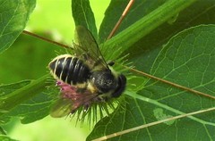 Megachile inermis
