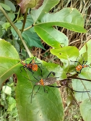 Leptoglossus gonagra