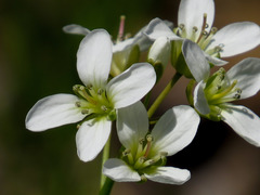 Cardamine diphylla