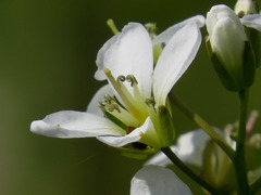 Cardamine diphylla