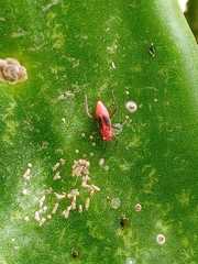 Hesperolabops gelastops